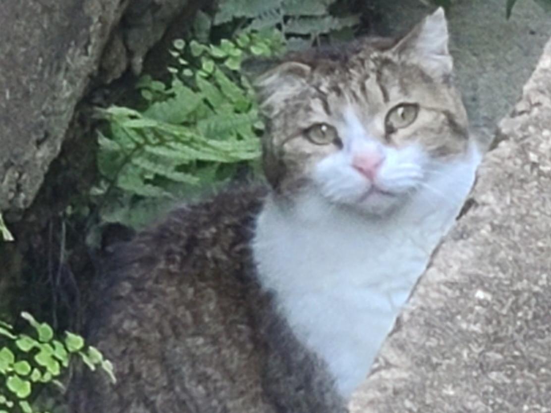 目撃された猫