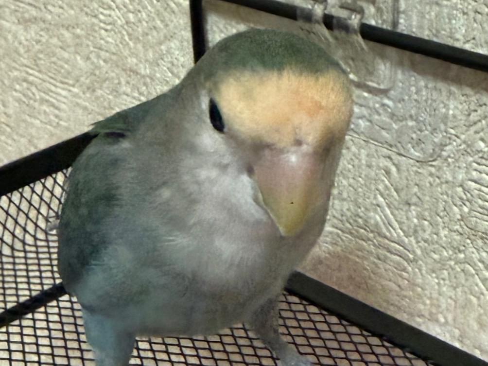 だんだんちゃん だんだんちゃん