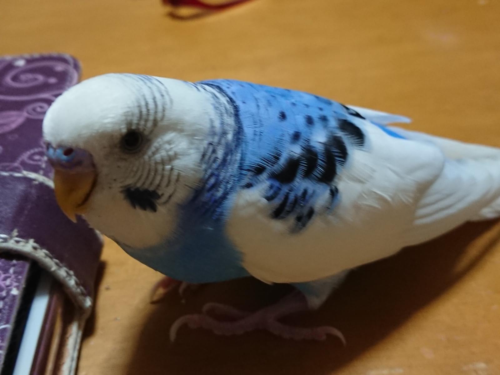こつぶちゃん こつぶちゃん
