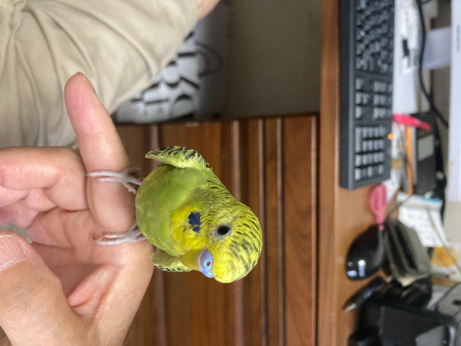 キロちゃん キロちゃん