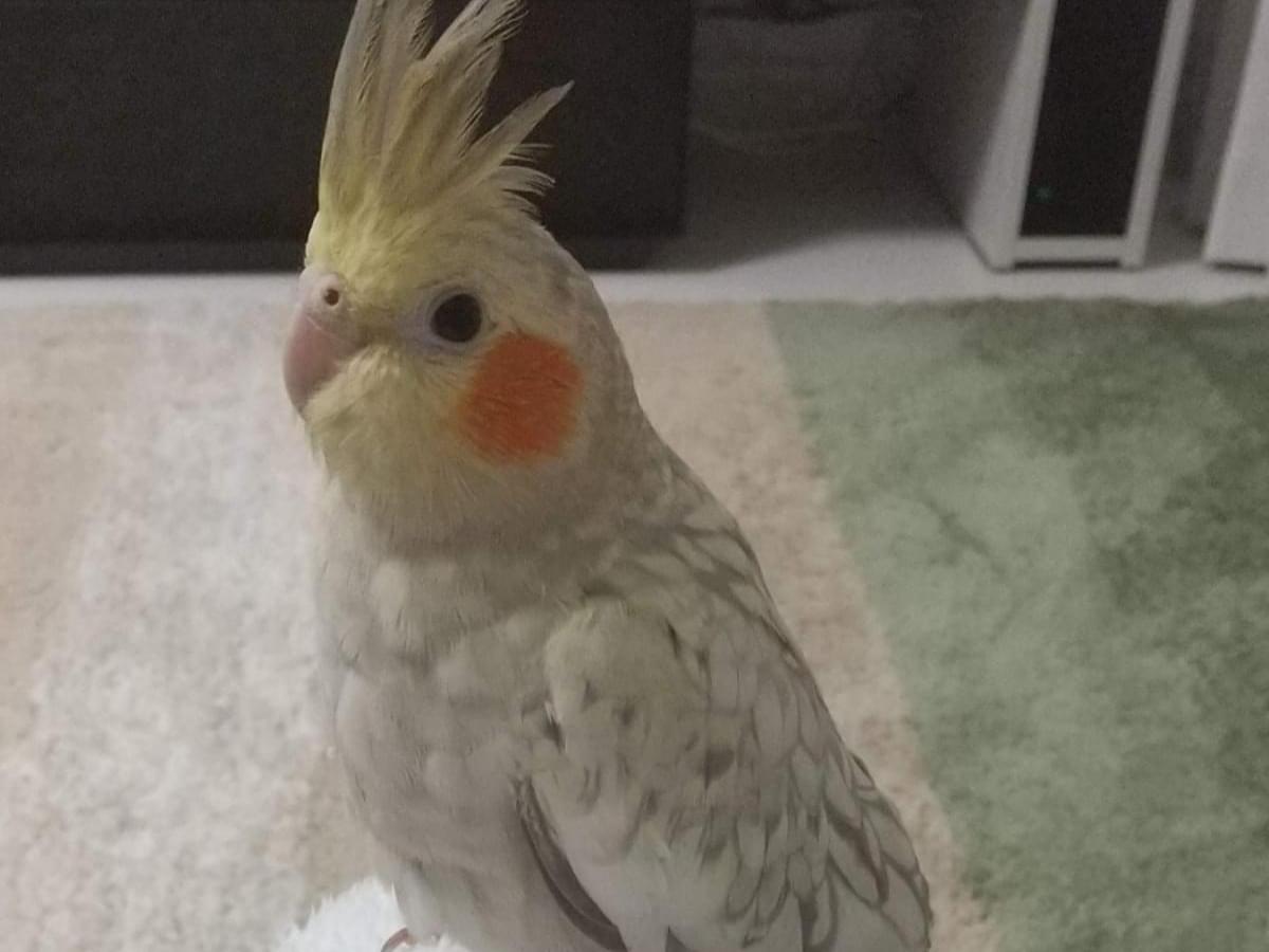 ないちゃん ないちゃん