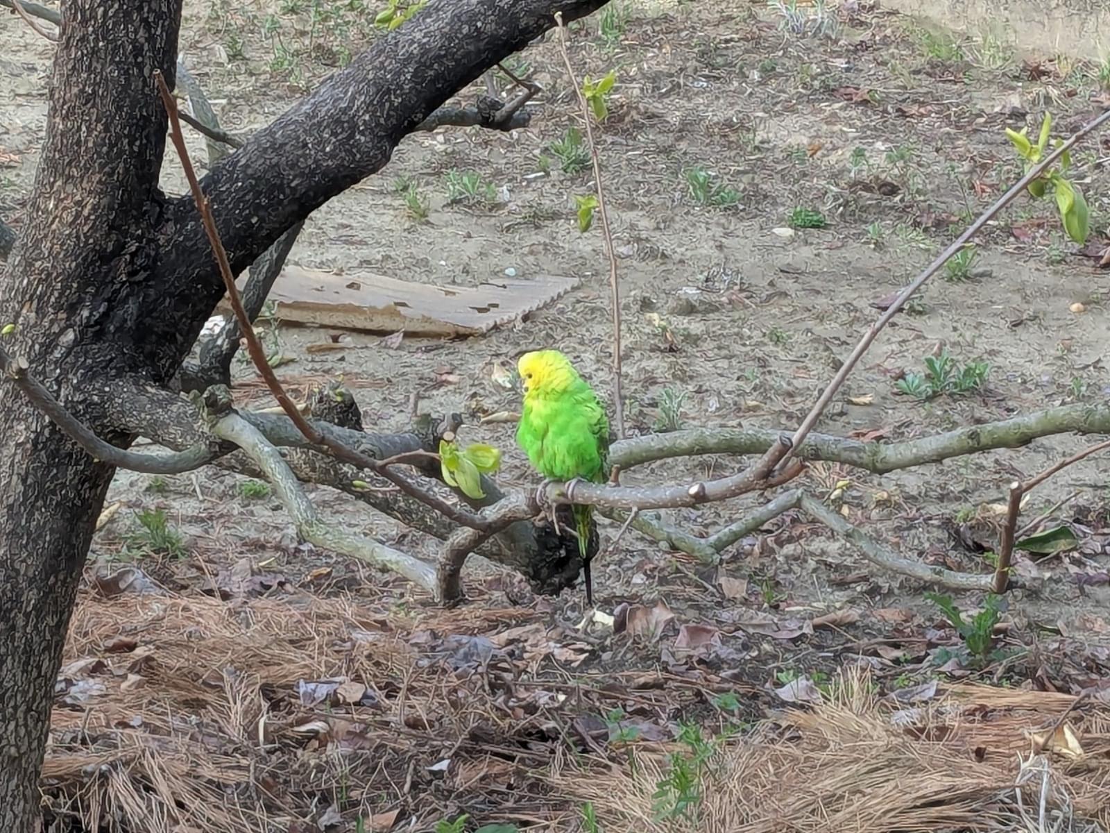 目撃された鳥 目撃された鳥