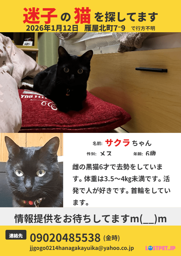 黒猫