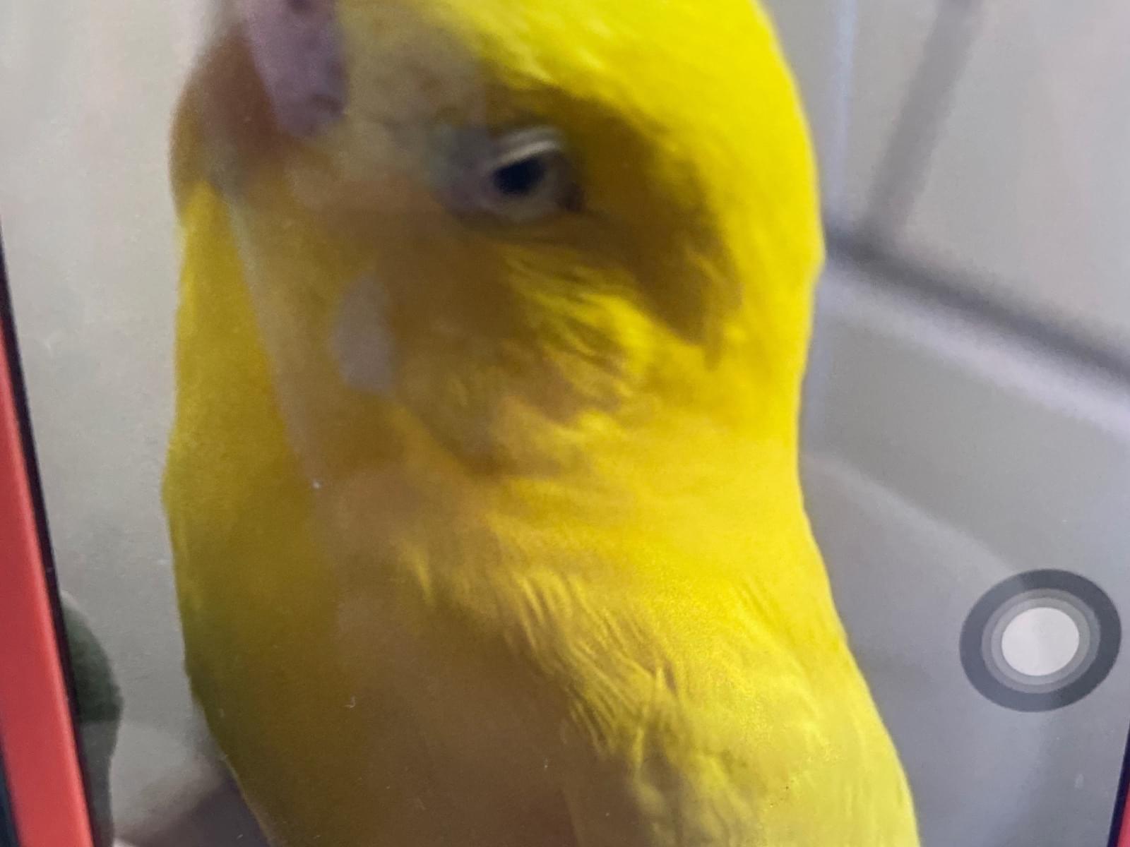 ピーちゃん ピーちゃん