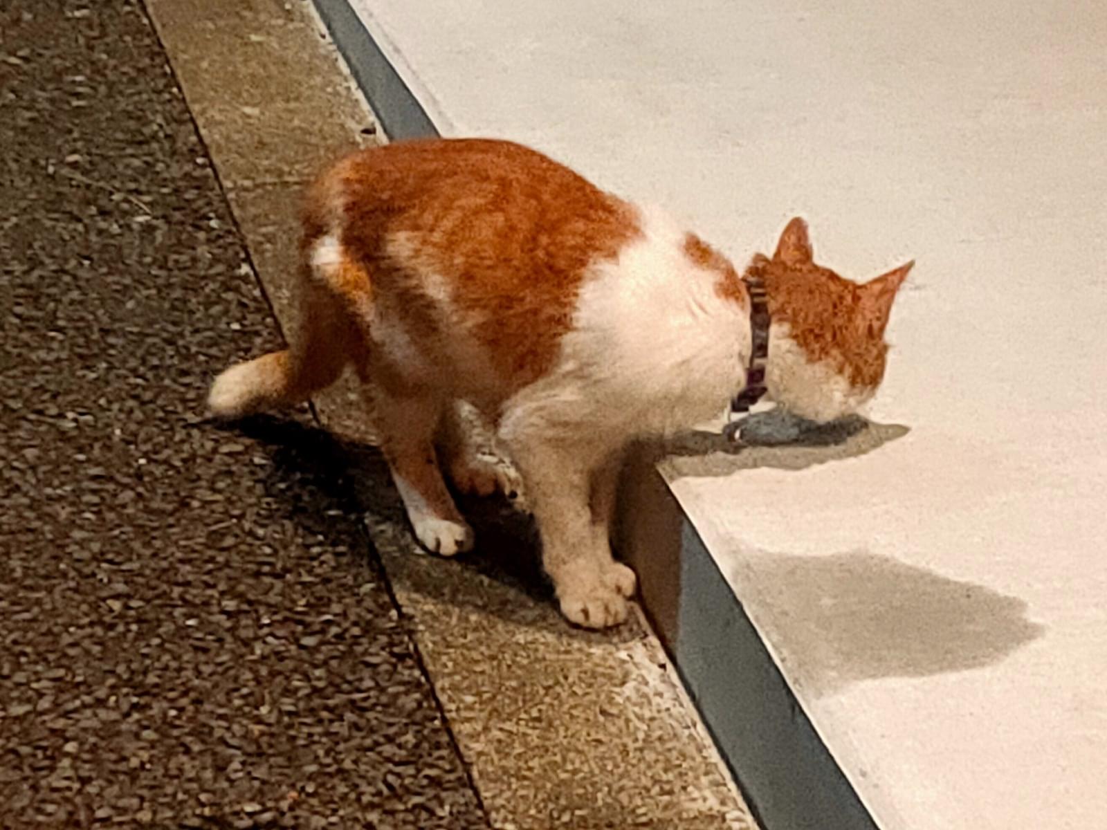 目撃された猫 目撃された猫