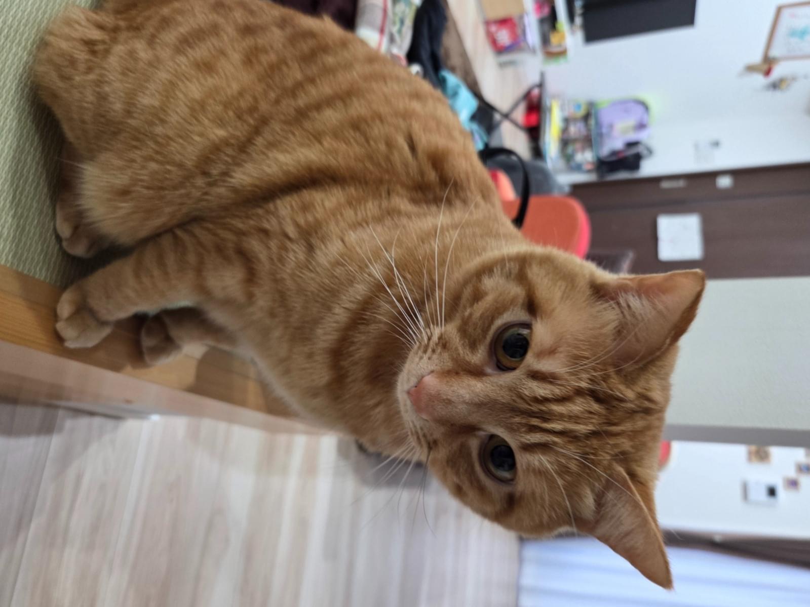 ちゃおちゃん