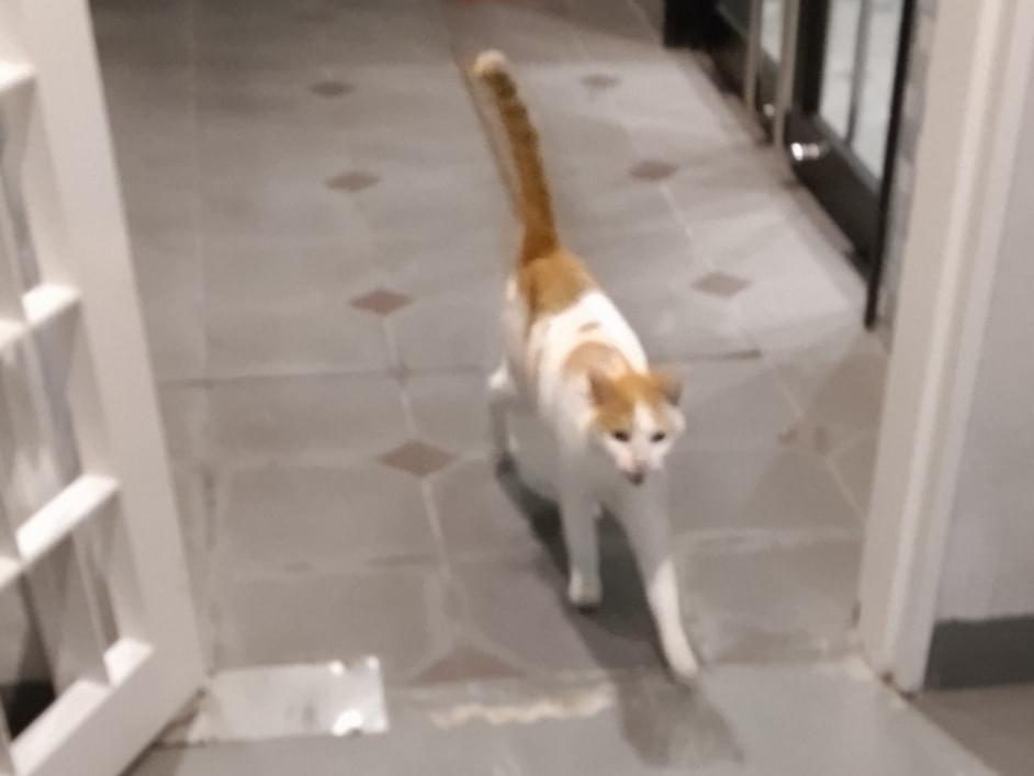 目撃された猫 目撃された猫