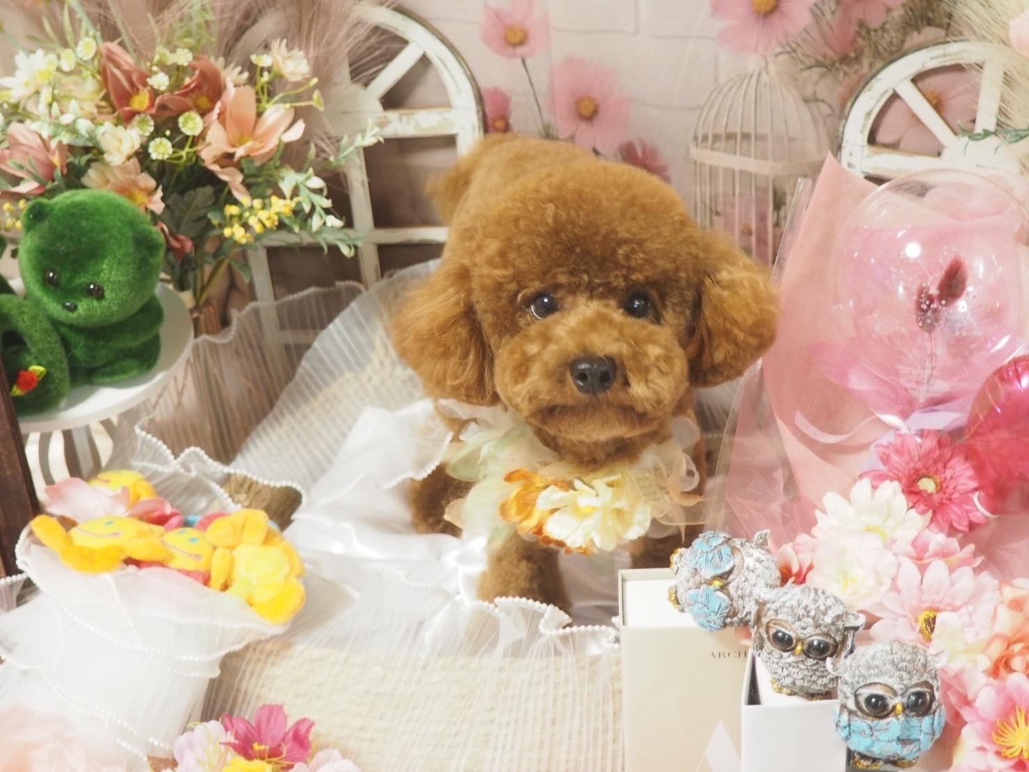 茶色のトイプードルをさがしています。