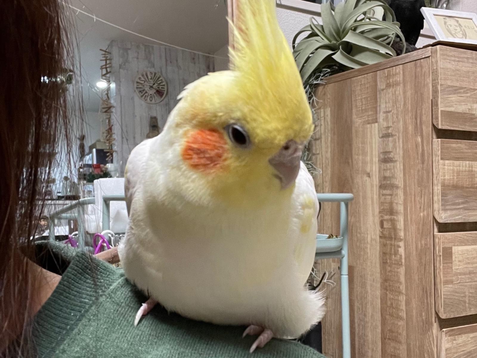 保護された鳥 保護された鳥