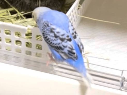 ぴーちゃん ぴーちゃん