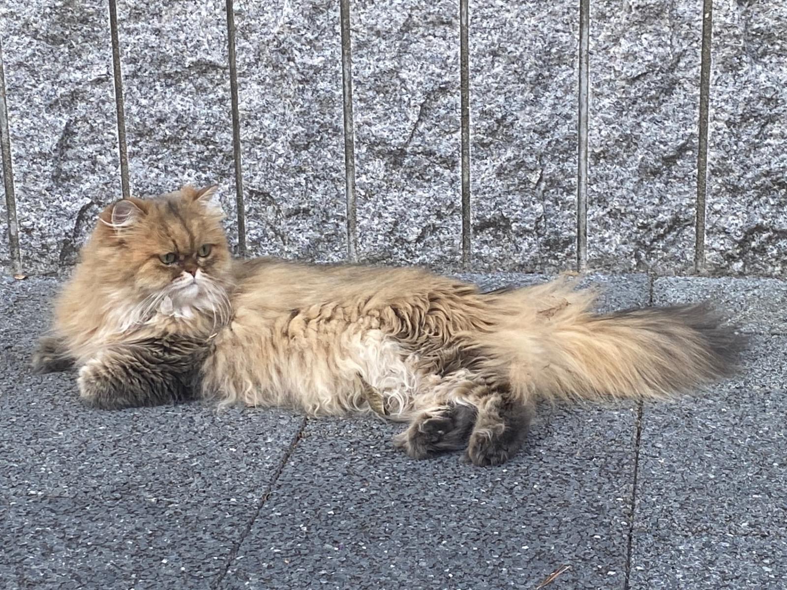 目撃された猫