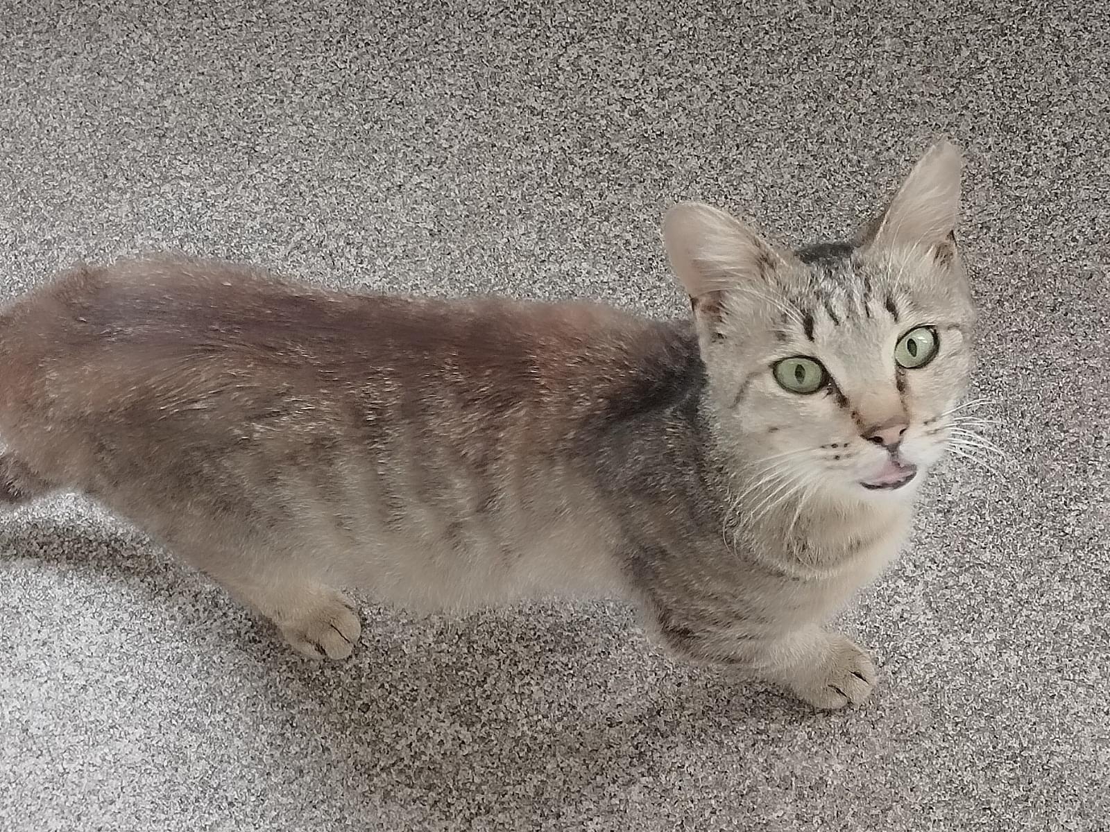 保護された猫 保護された猫