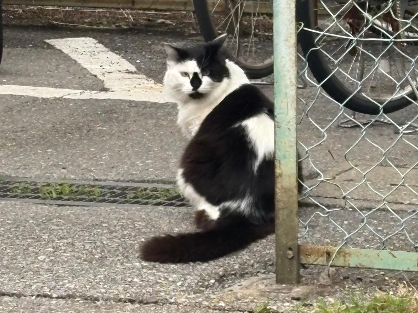 目撃された猫