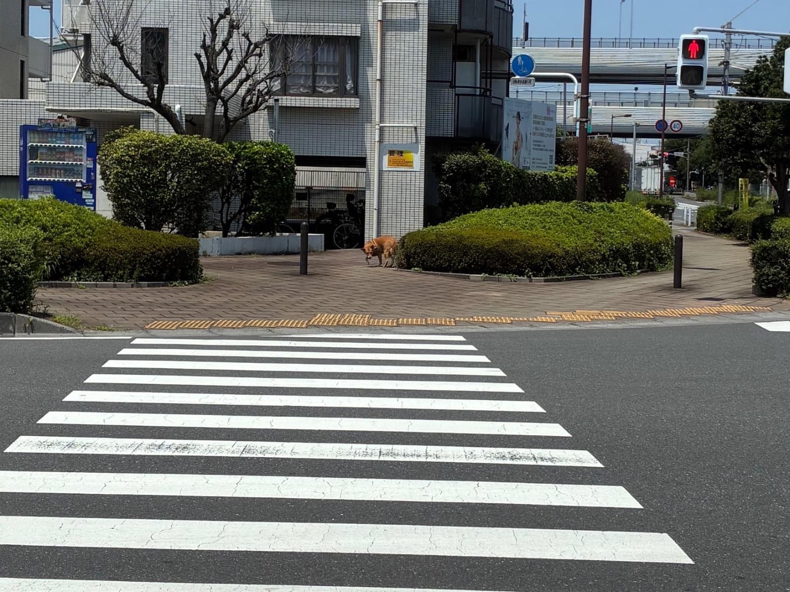 目撃された犬