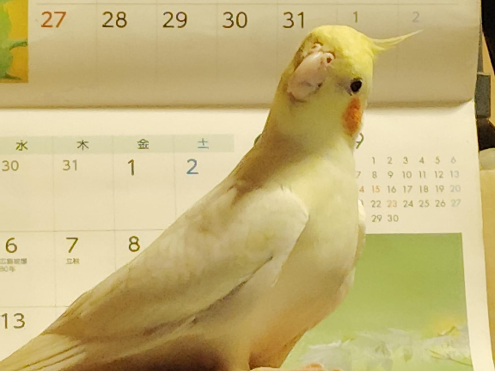 ぴよんちゃん ぴよんちゃん