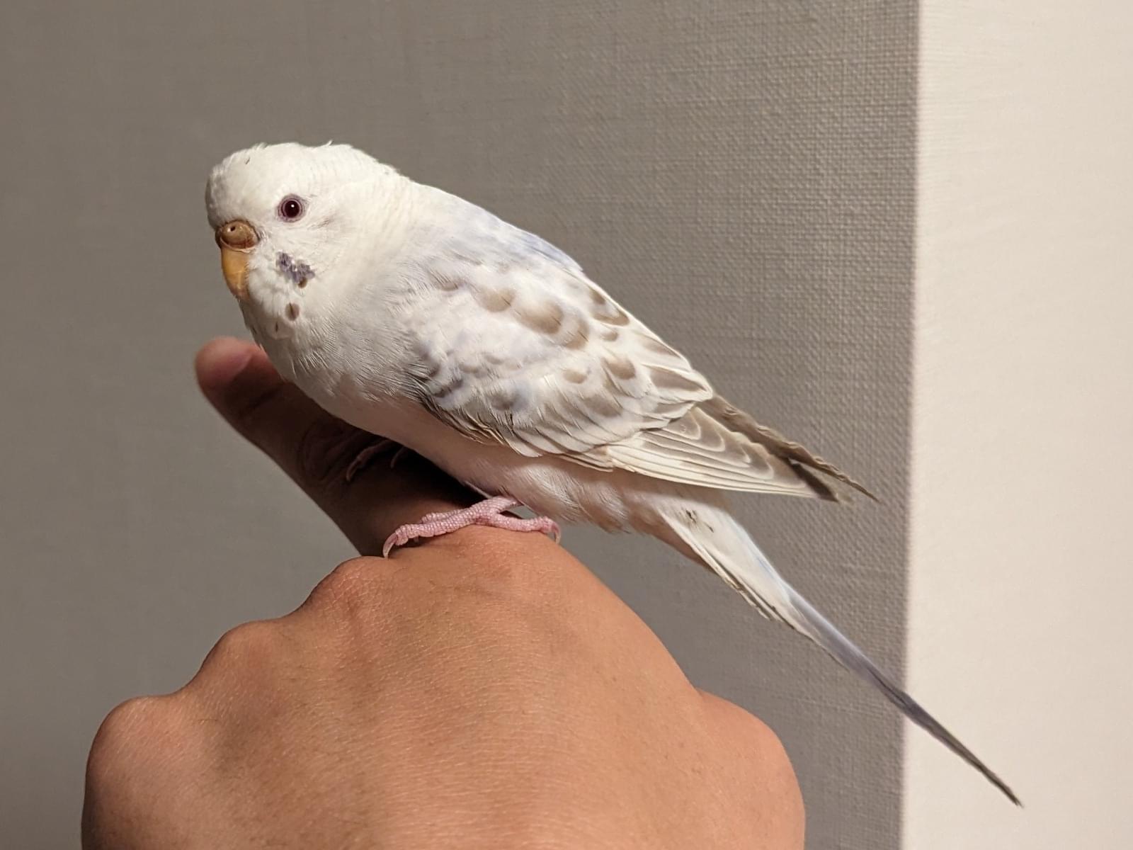 保護された鳥 保護された鳥