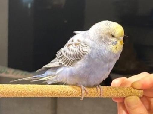 保護された鳥 保護された鳥