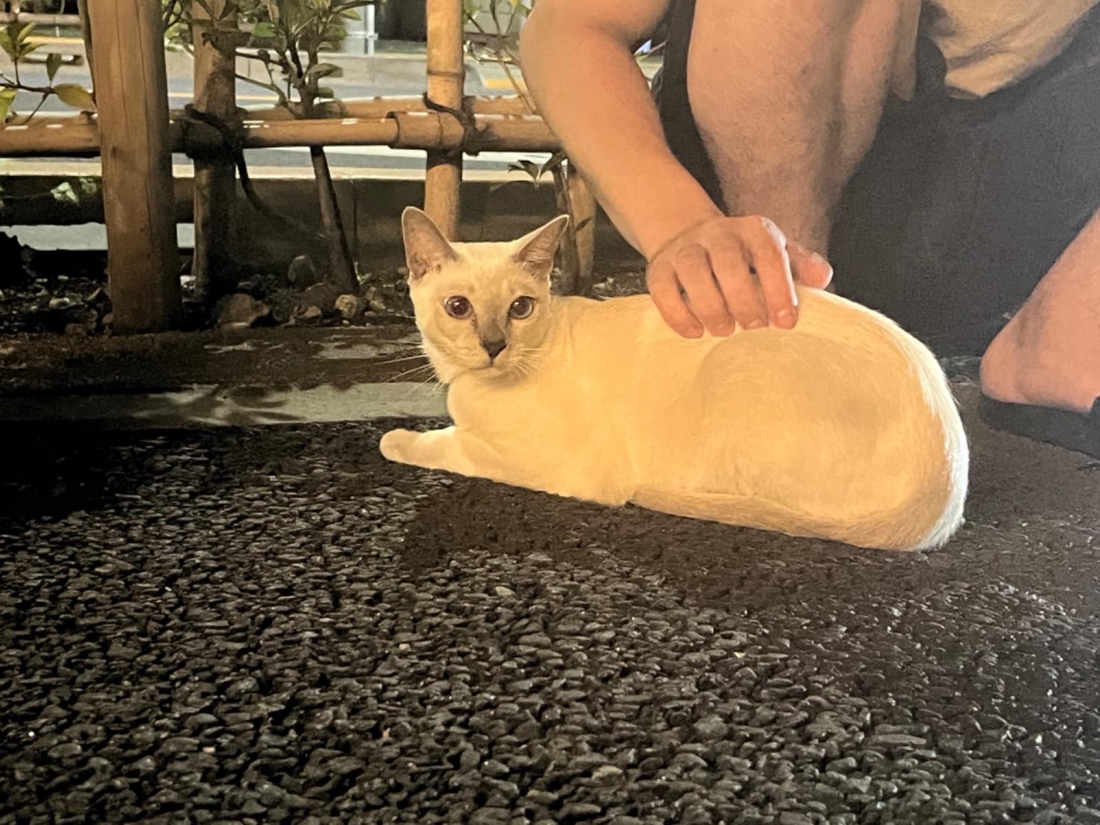 保護された猫 保護された猫