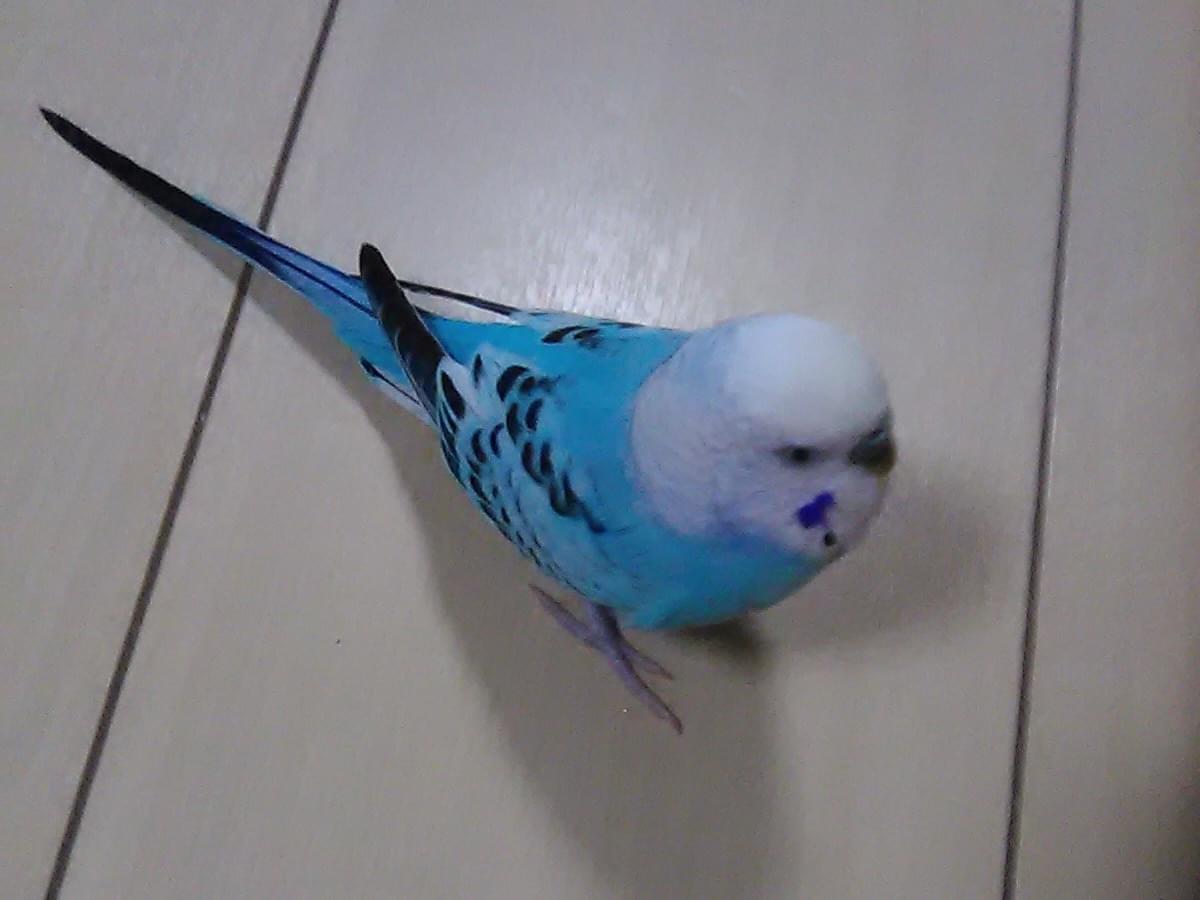 ピーちゃん ピーちゃん