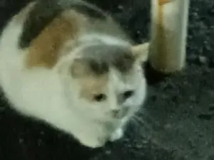 鈴を付けた三毛猫