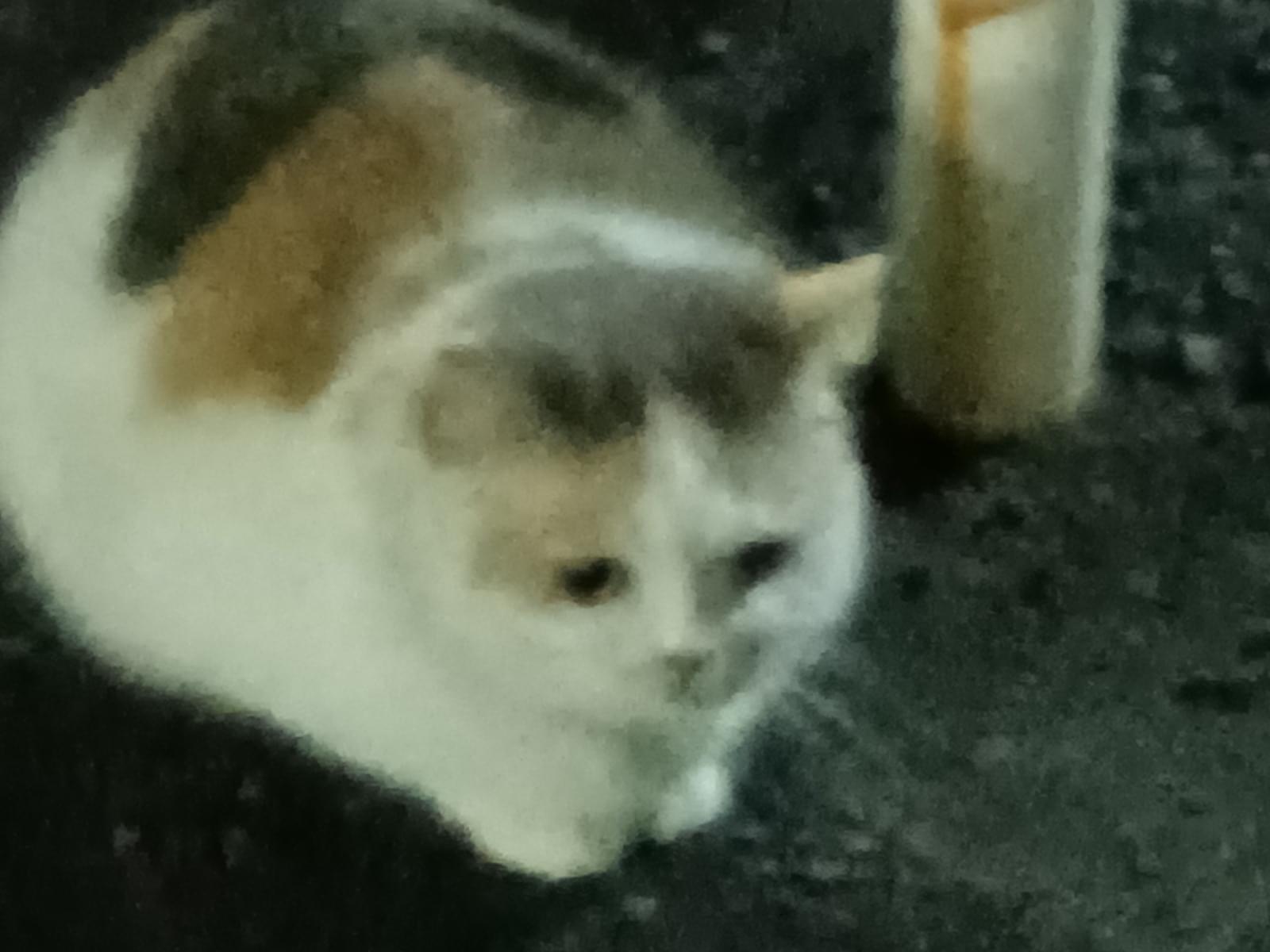 目撃された猫