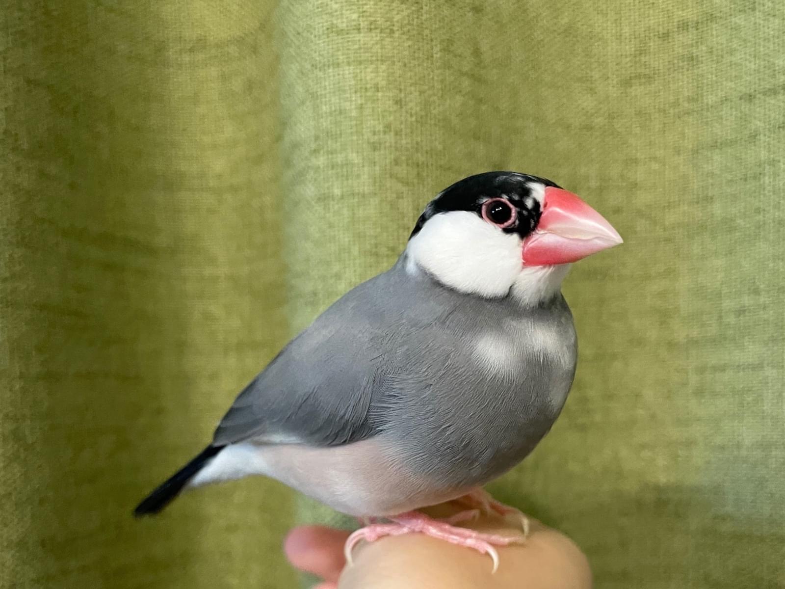 シュガーちゃん シュガーちゃん