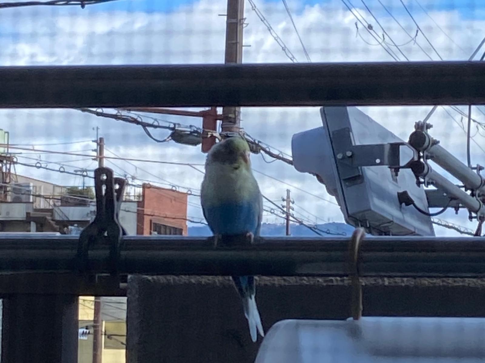 目撃された鳥 目撃された鳥