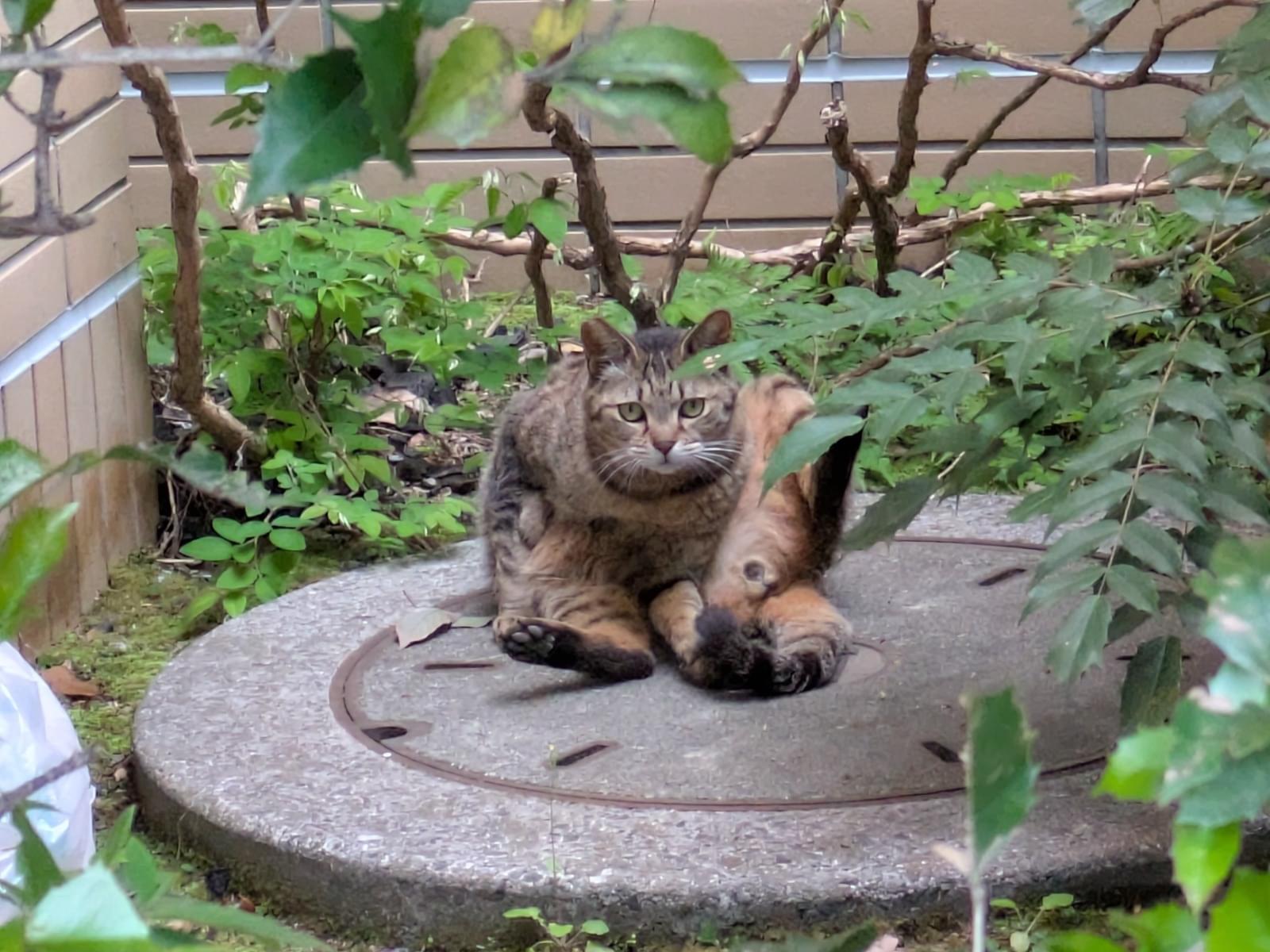 目撃された猫 目撃された猫