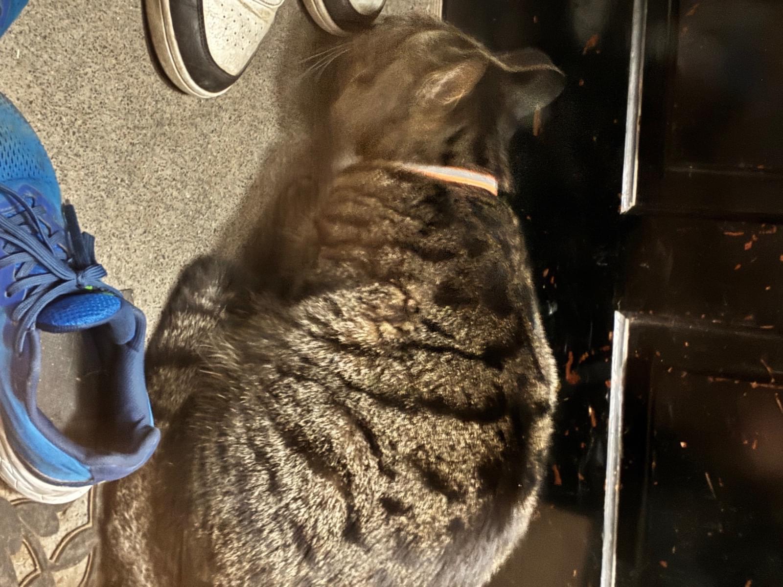 猫ちゃん 猫ちゃん