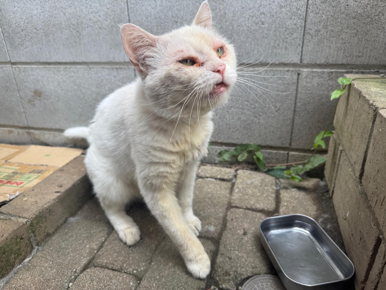 目撃された猫 目撃された猫