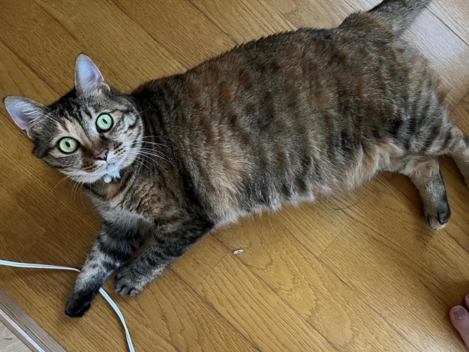 むぎちゃん むぎちゃん