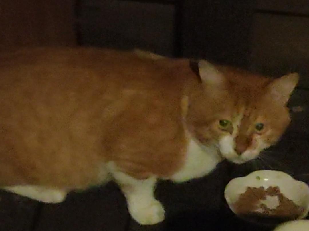 目撃された猫