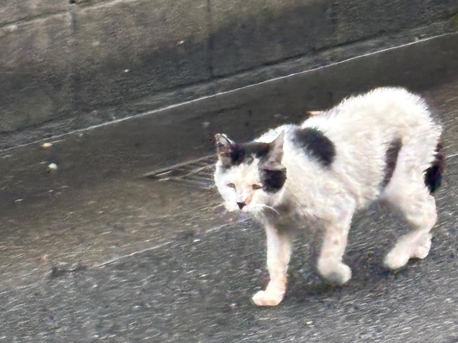 目撃された猫 目撃された猫