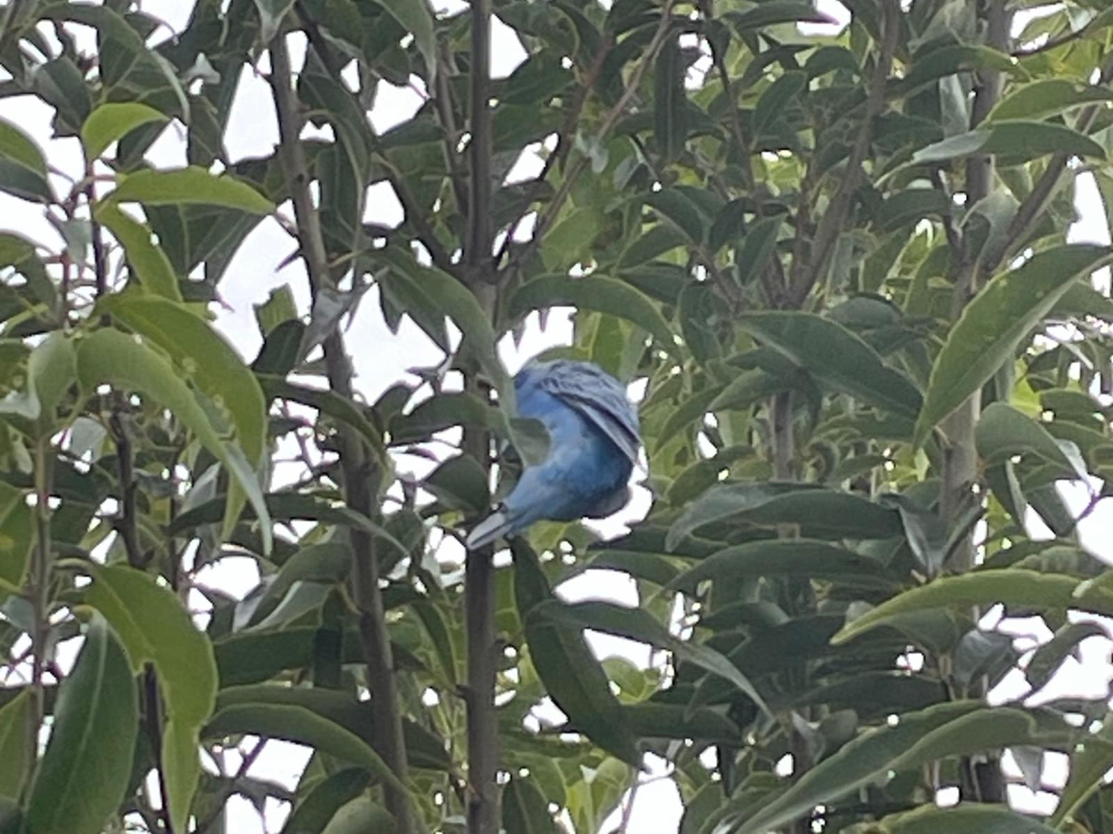 目撃された鳥 目撃された鳥