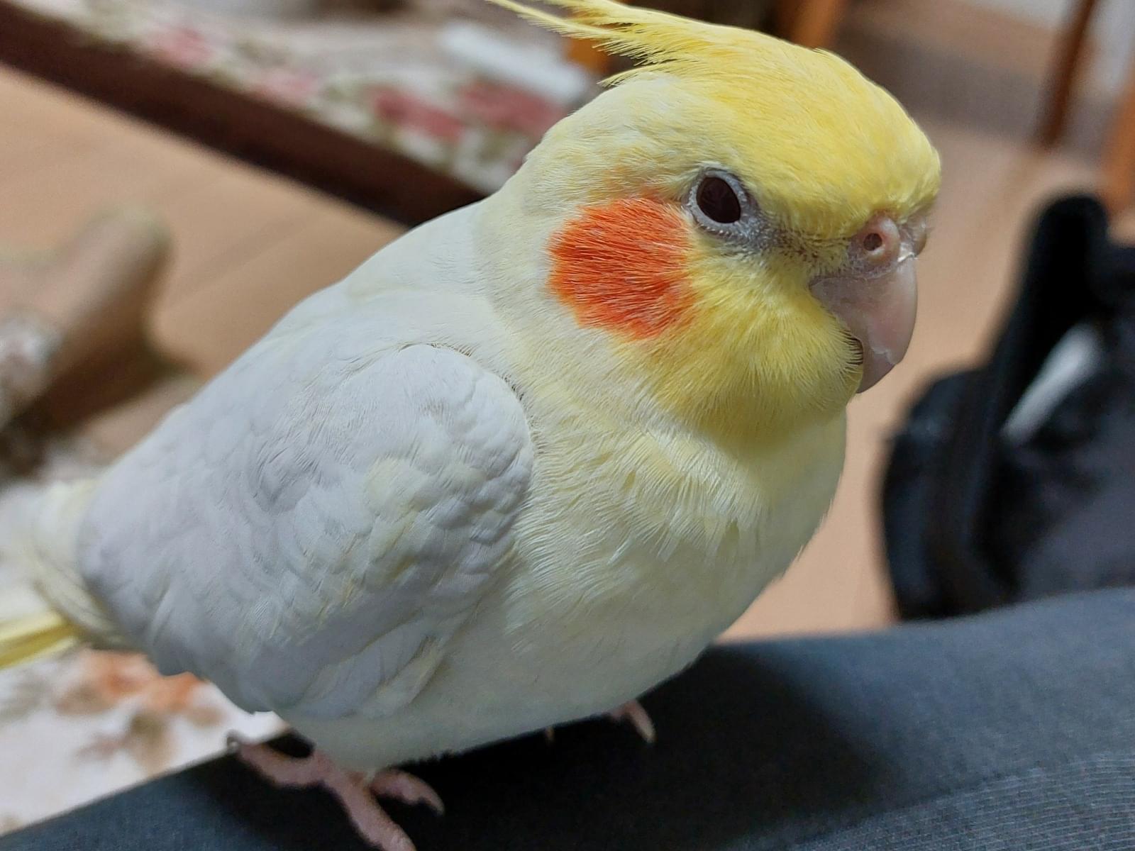 ルピちゃん ルピちゃん