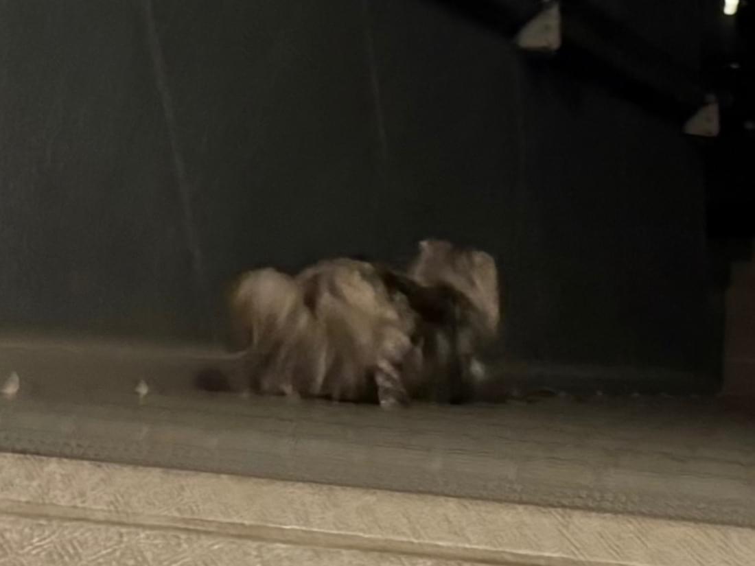 目撃された猫