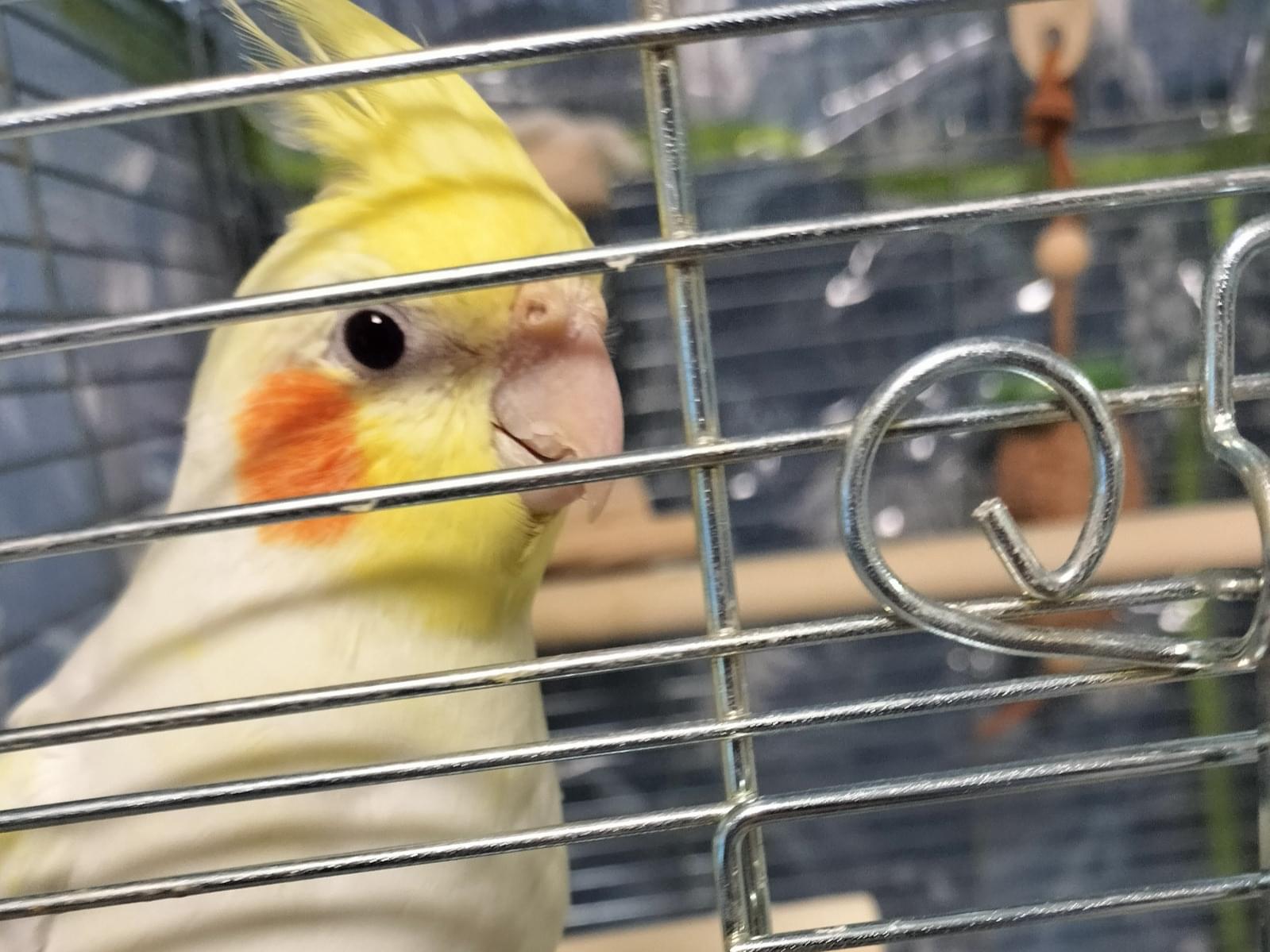 ぽぼちゃん ぽぼちゃん