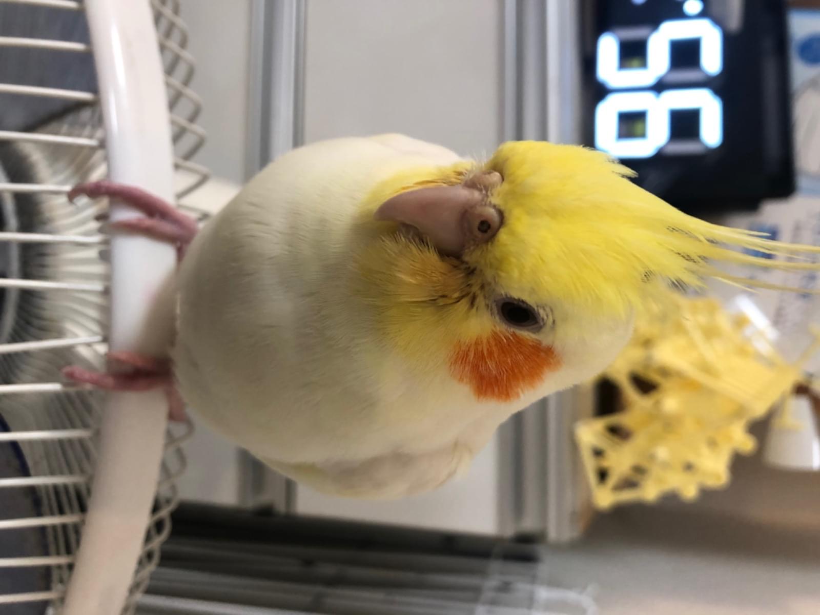 ごまたろうちゃん ごまたろうちゃん