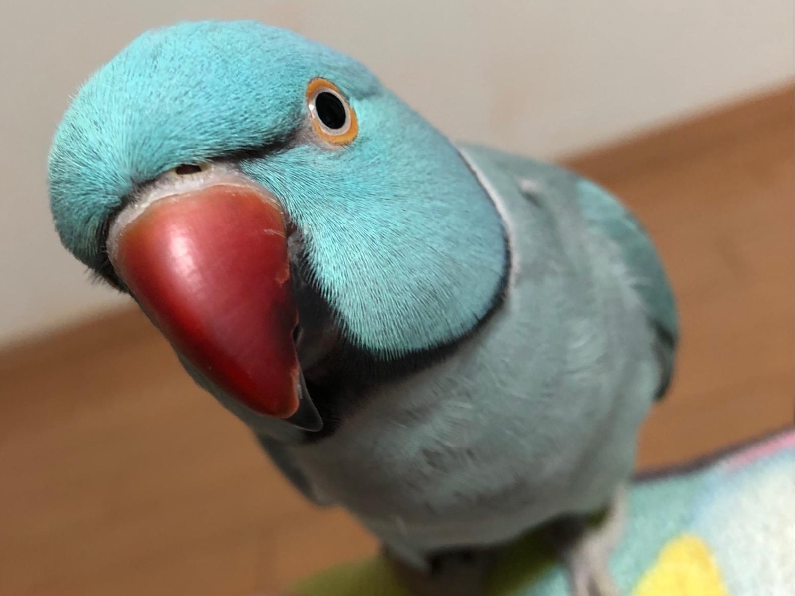 あおちゃん あおちゃん