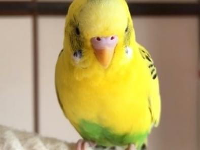 ふくちゃん ふくちゃん