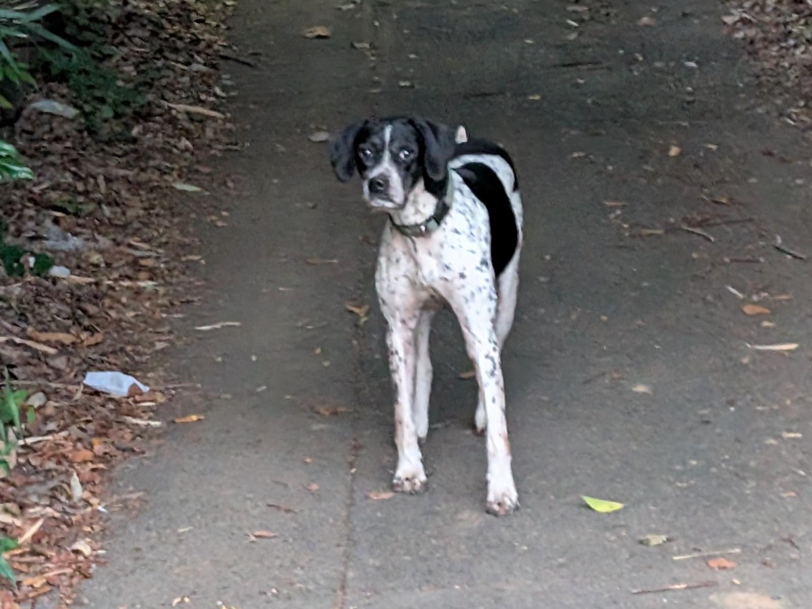 目撃された犬 目撃された犬