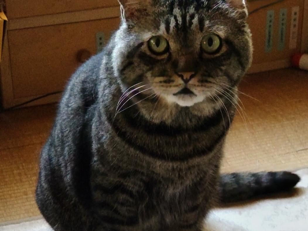とらじろうちゃん とらじろうちゃん