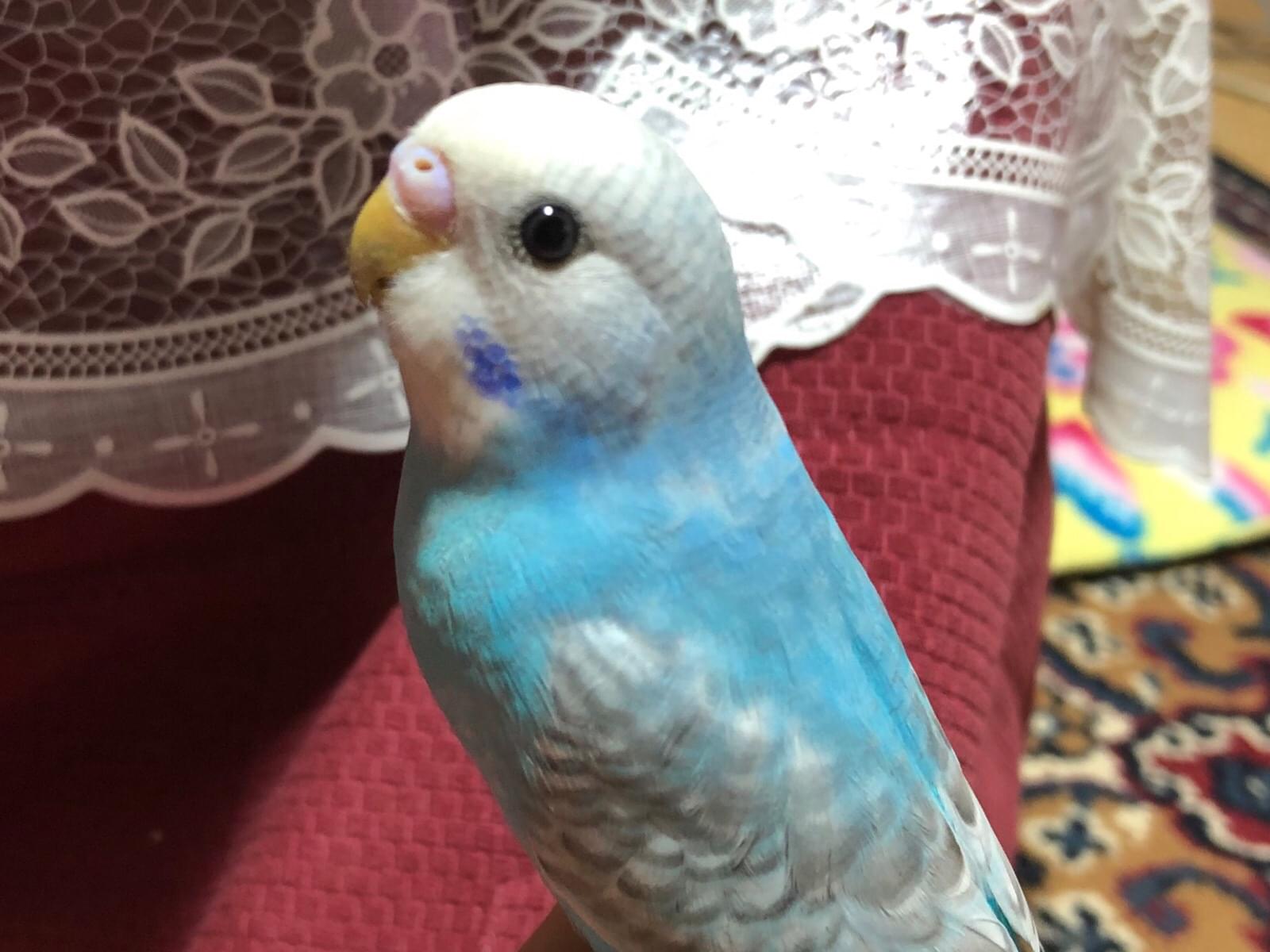 ピーちゃん ピーちゃん