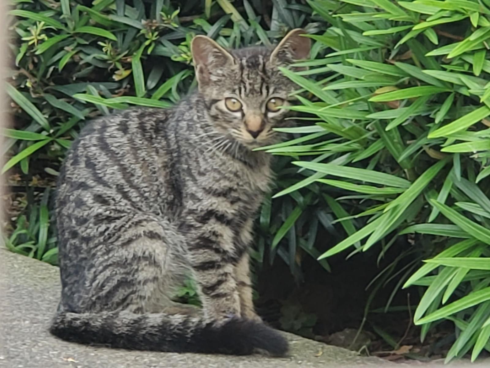 目撃された猫 目撃された猫