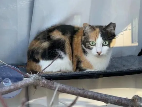 三毛猫~断捨離中~（感謝） 41s0k-UrErL._UF350,350_QL50_.jpg