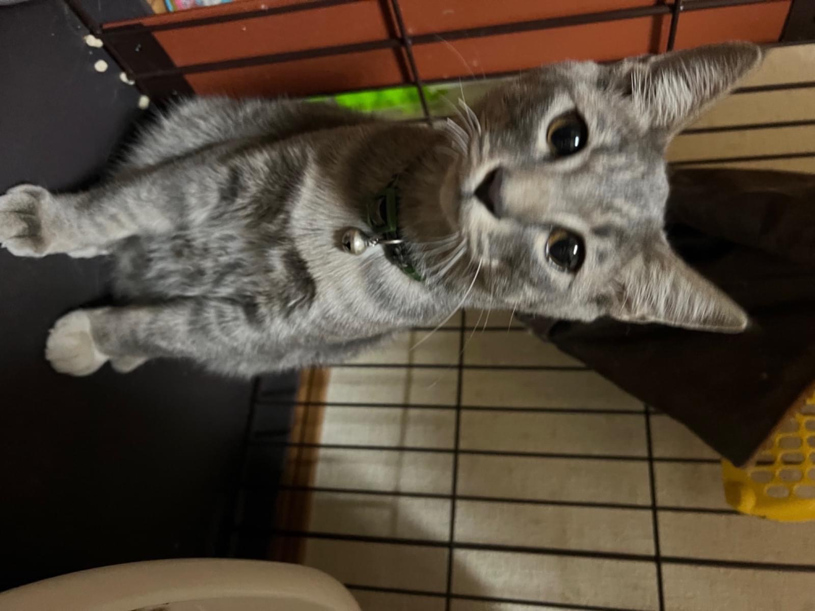 保護された猫 保護された猫
