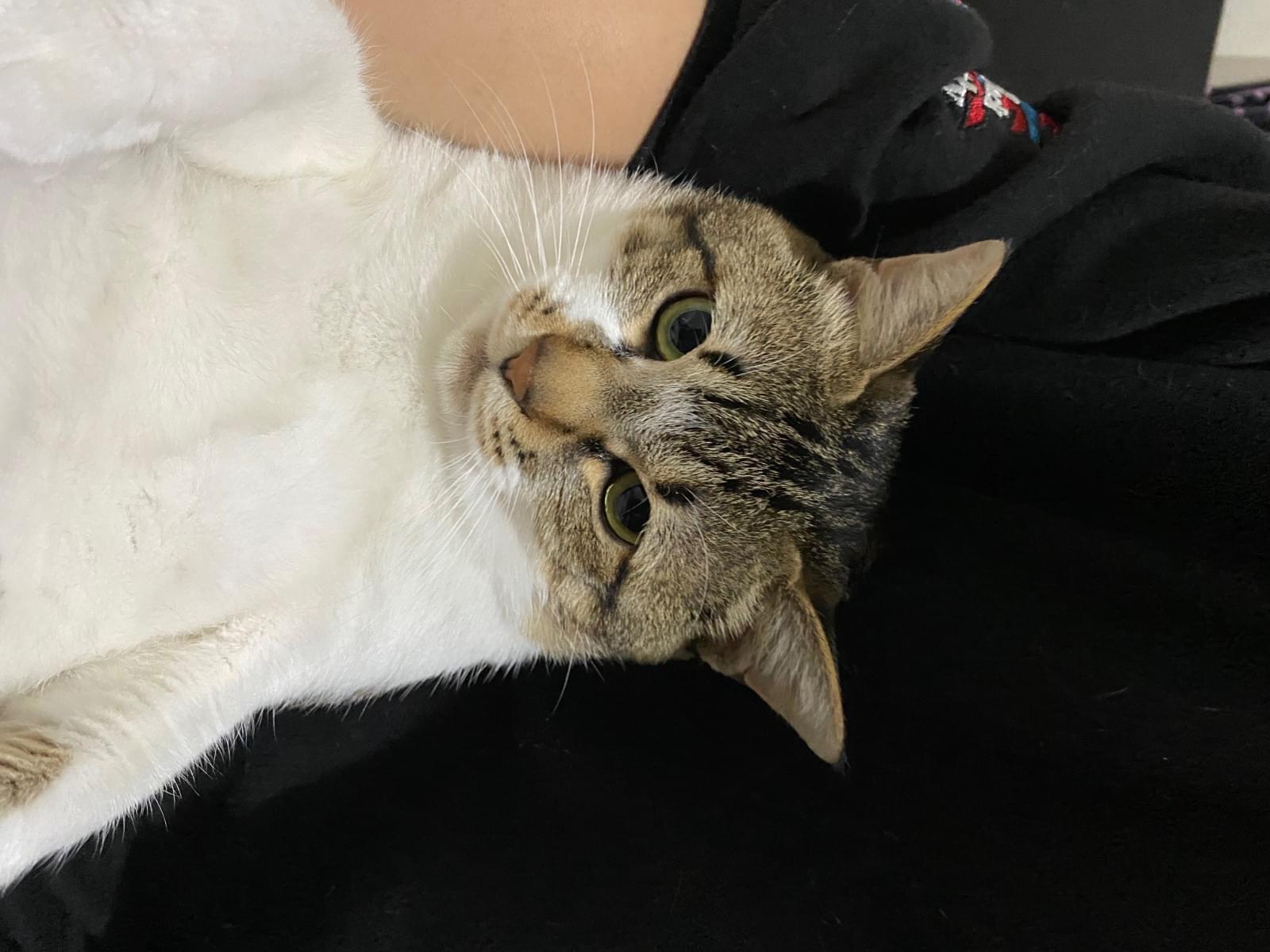 リョンちゃん リョンちゃん