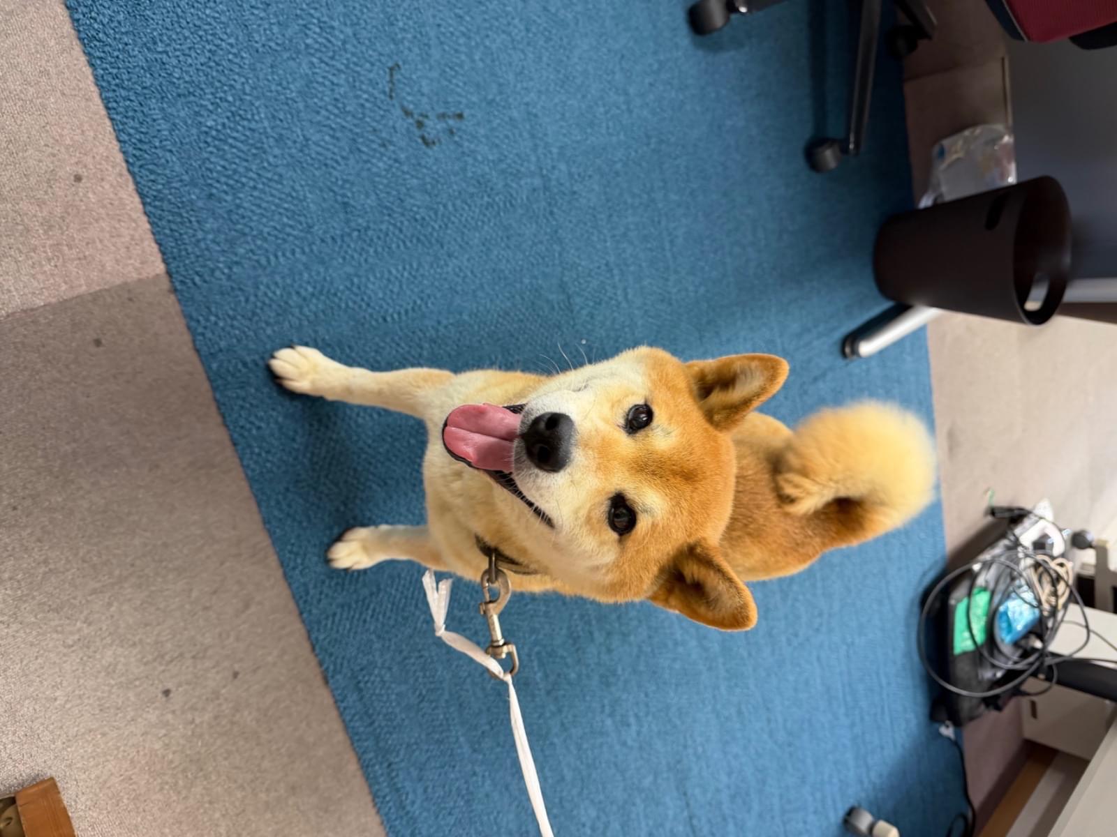 保護された犬