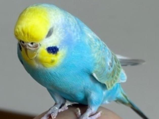 迷子になった鳥