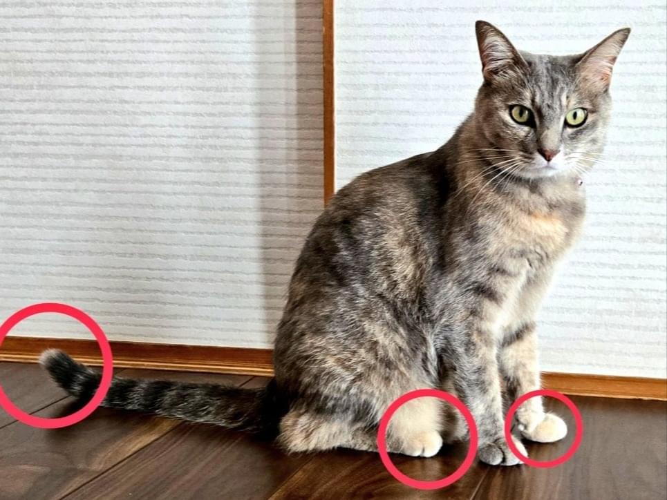 よもぎちゃん よもぎちゃん